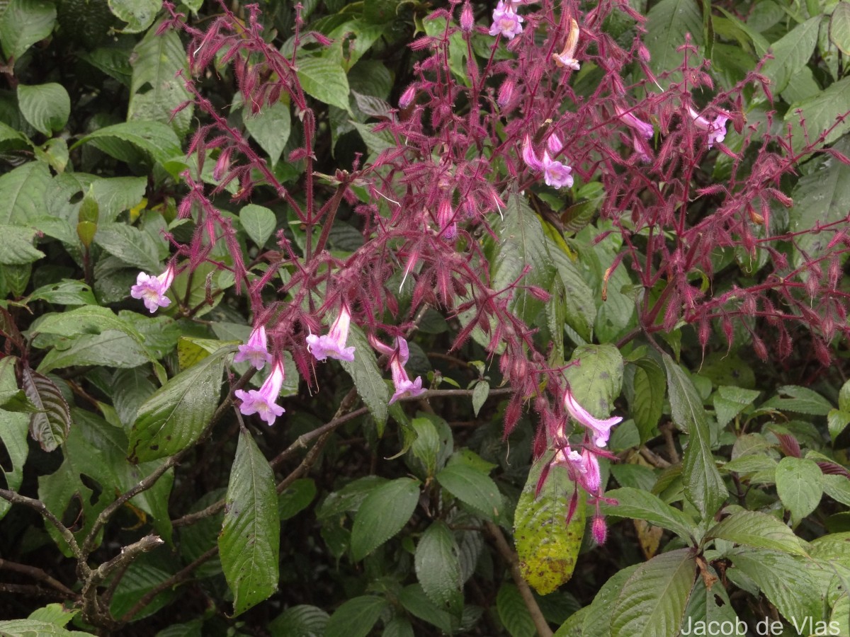 Strobilanthes pulcherrima T.Anderson